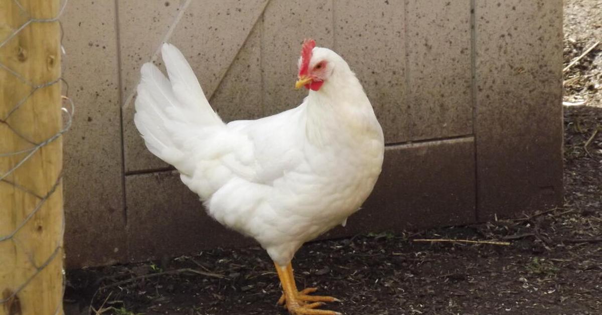 The majestic Leghorn Chicken, also called Ayam Leghorn in Indonesia, in its glory.