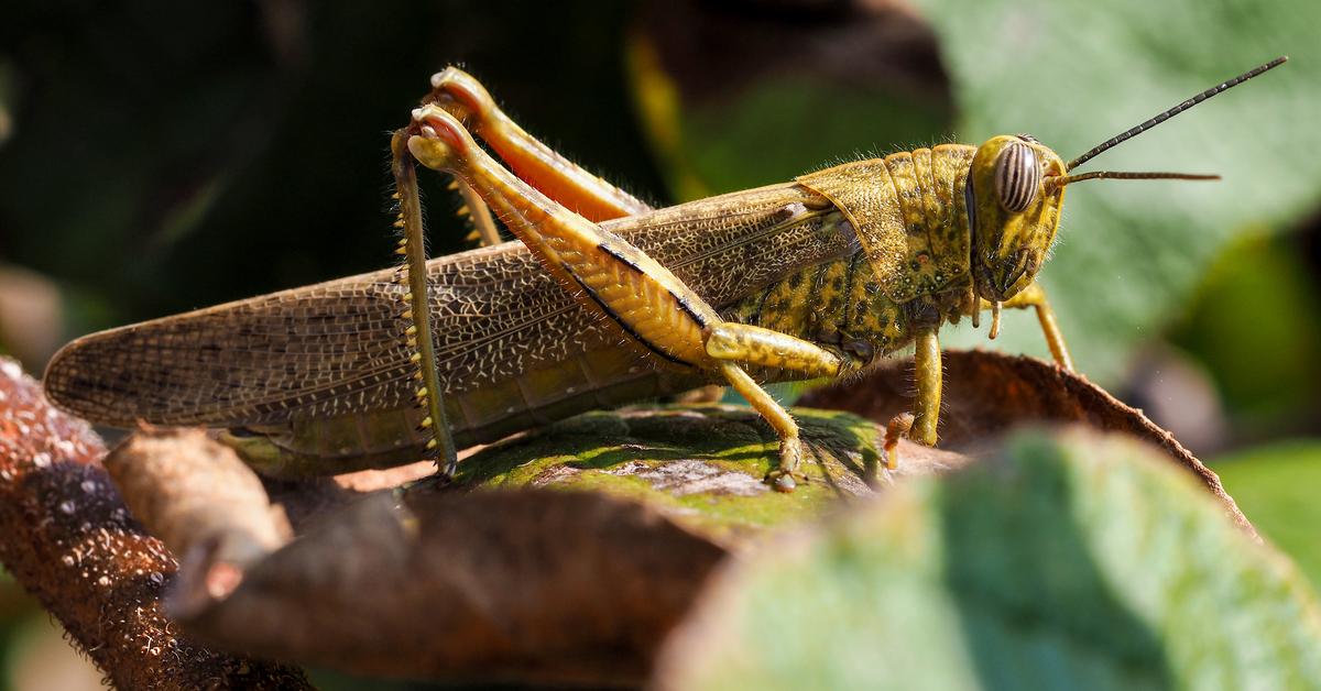 Glimpse of the Locust, known in the scientific community as Locusta.