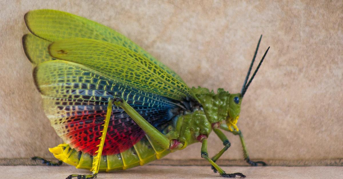 Photograph of the unique Locust, known scientifically as Locusta.