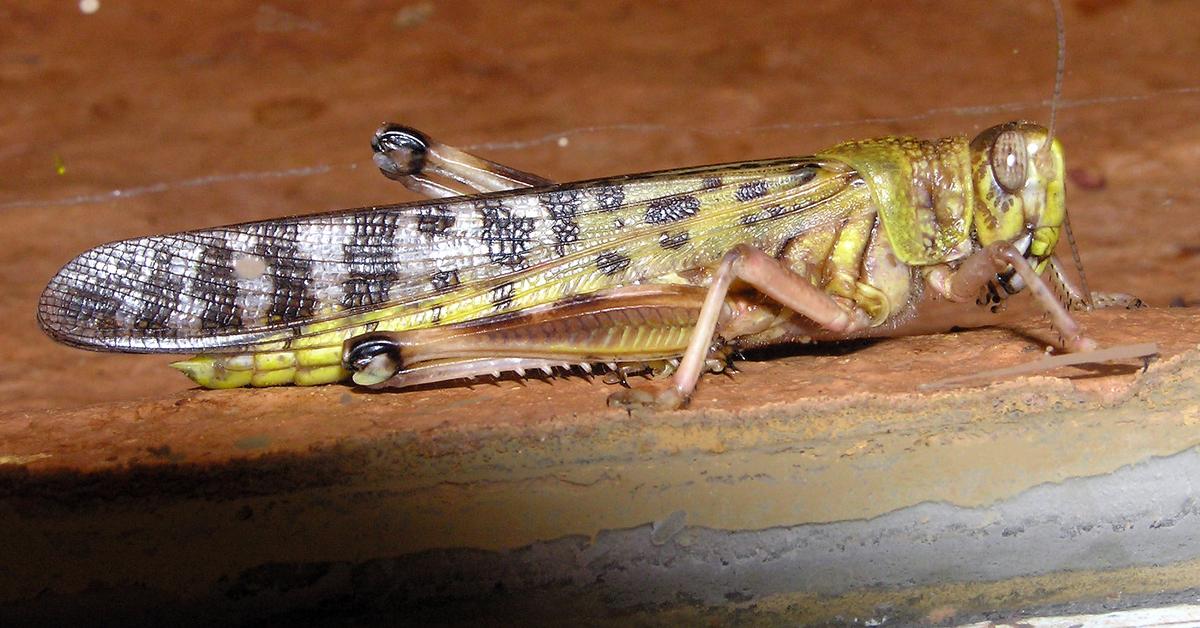 Snapshot of the intriguing Locust, scientifically named Locusta.