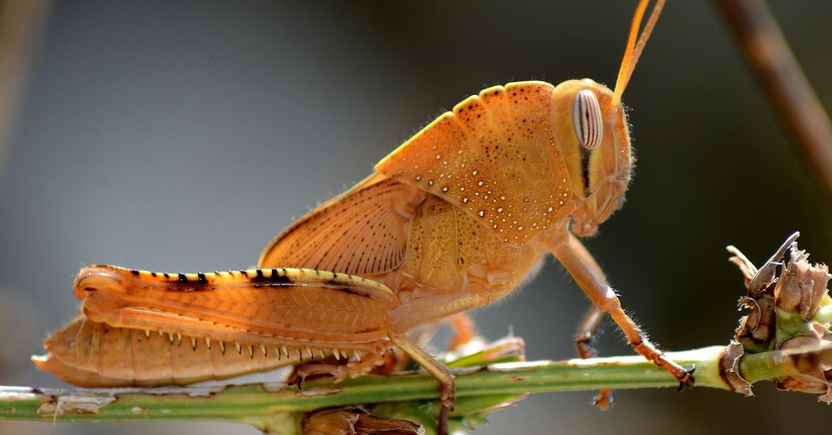 Elegant portrayal of the Locust, also known as Locusta.