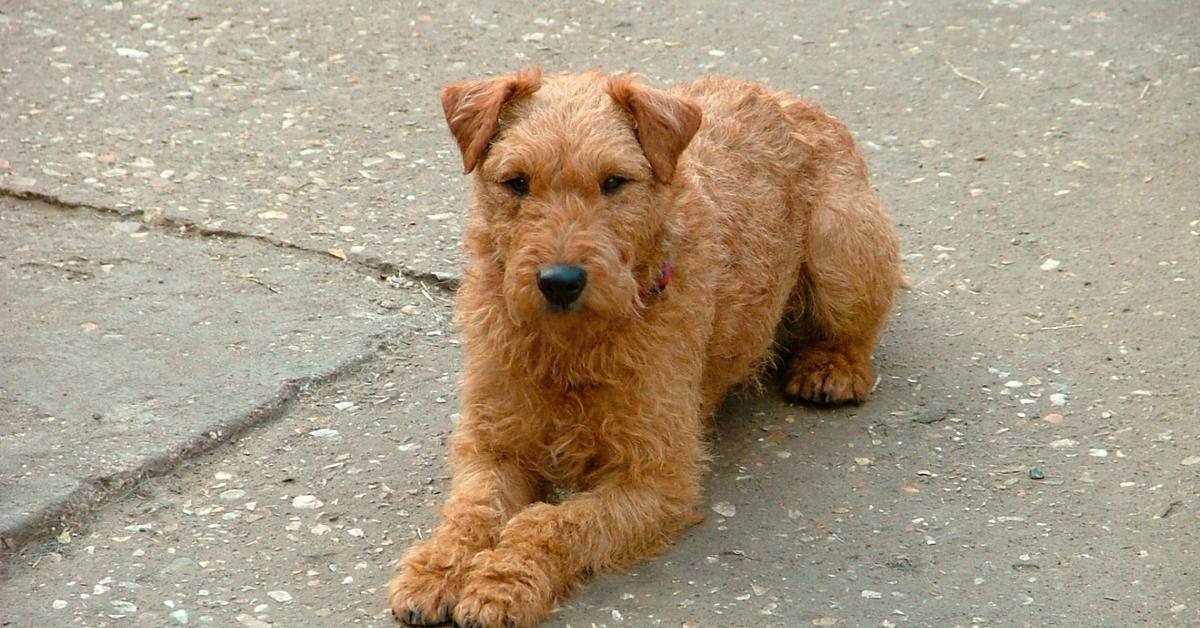 The Lakeland Terrier, an example of Canis lupus, in its natural environment.