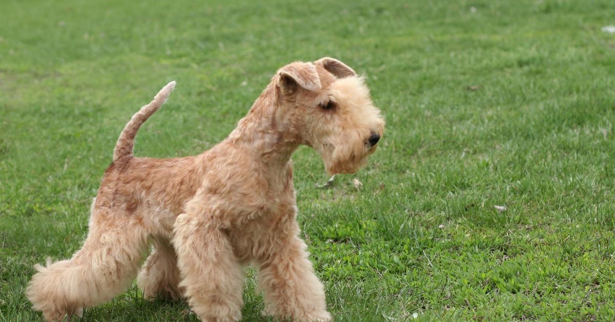 Elegant Lakeland Terrier in its natural habitat, called Terrier Lakeland in Indonesia.