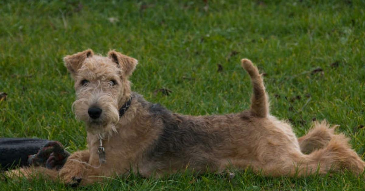 A look at the Lakeland Terrier, also recognized as Terrier Lakeland in Indonesian culture.