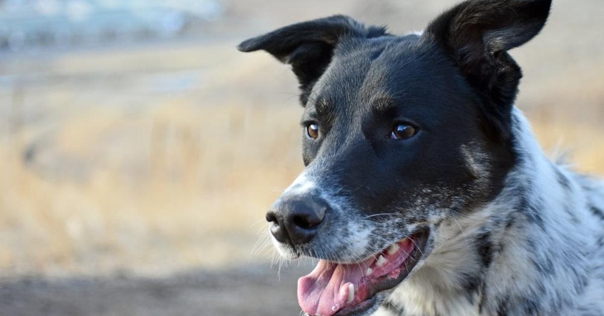 Enchanting Labraheeler, a species scientifically known as Canis lupus.