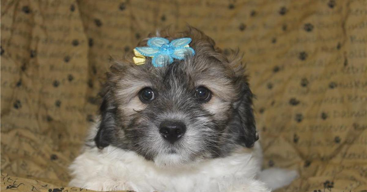 Picture of Lhasapoo, known in Indonesia as Anjing Lhasapoo.