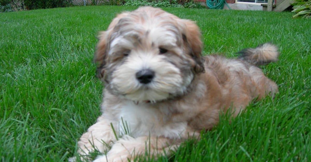 Captivating presence of the Lhasapoo, a species called Canis lupus.