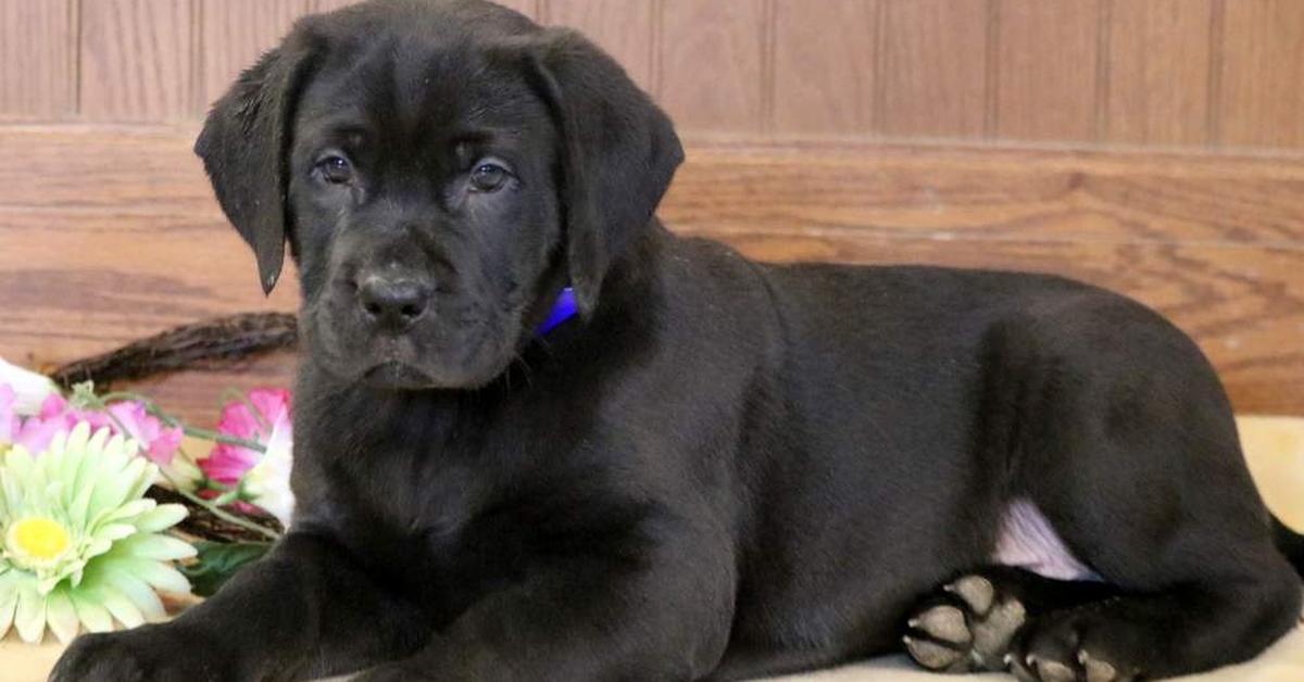 The Labradane in its natural beauty, locally called Labradane.