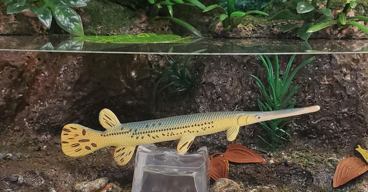 Charming view of the Longnose Gar, in Indonesia referred to as Ikan Gar Berhidung Panjang.