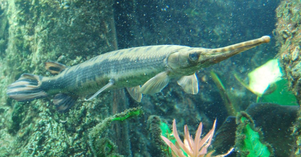 Distinctive Longnose Gar, in Indonesia known as Ikan Gar Berhidung Panjang, captured in this image.