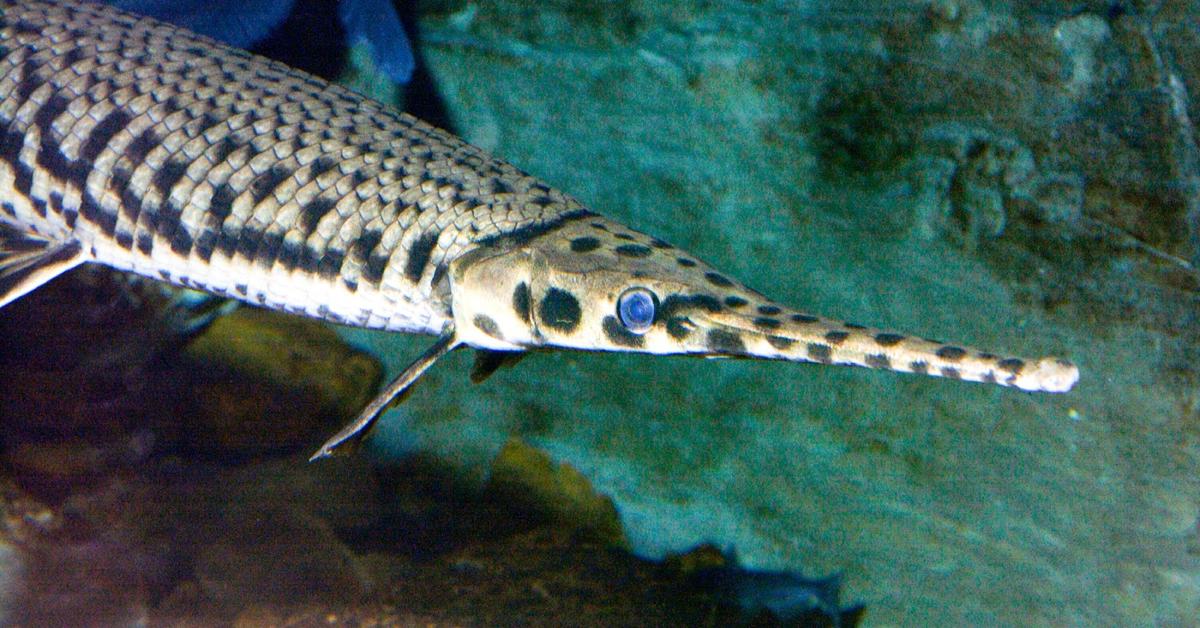 The fascinating Longnose Gar, scientifically known as Lepisosteus osseus.