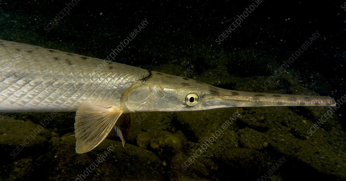 Captivating presence of the Longnose Gar, a species called Lepisosteus osseus.