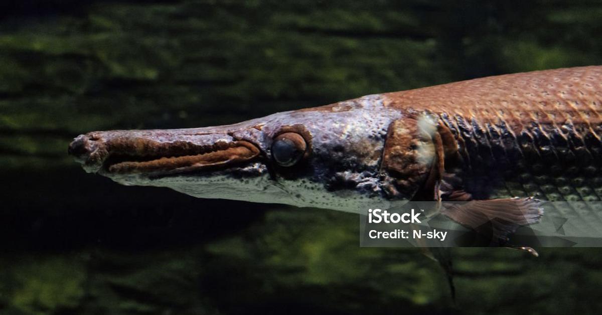 Image showcasing the Longnose Gar, known in Indonesia as Ikan Gar Berhidung Panjang.