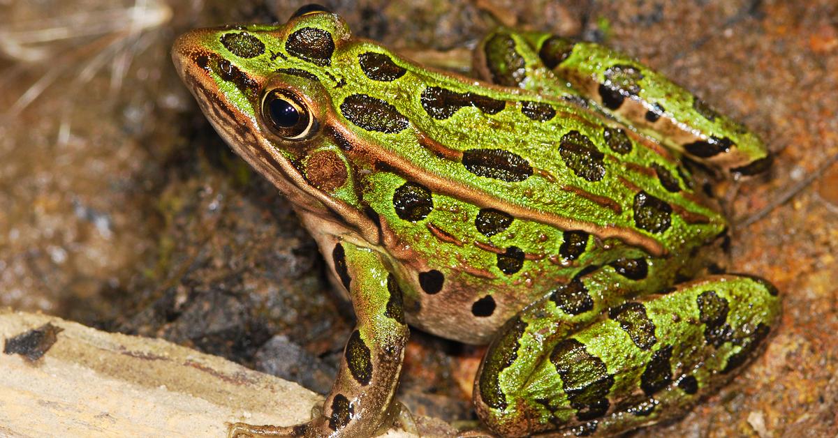 Snapshot of the intriguing Leopard Frog, scientifically named Ranidae.