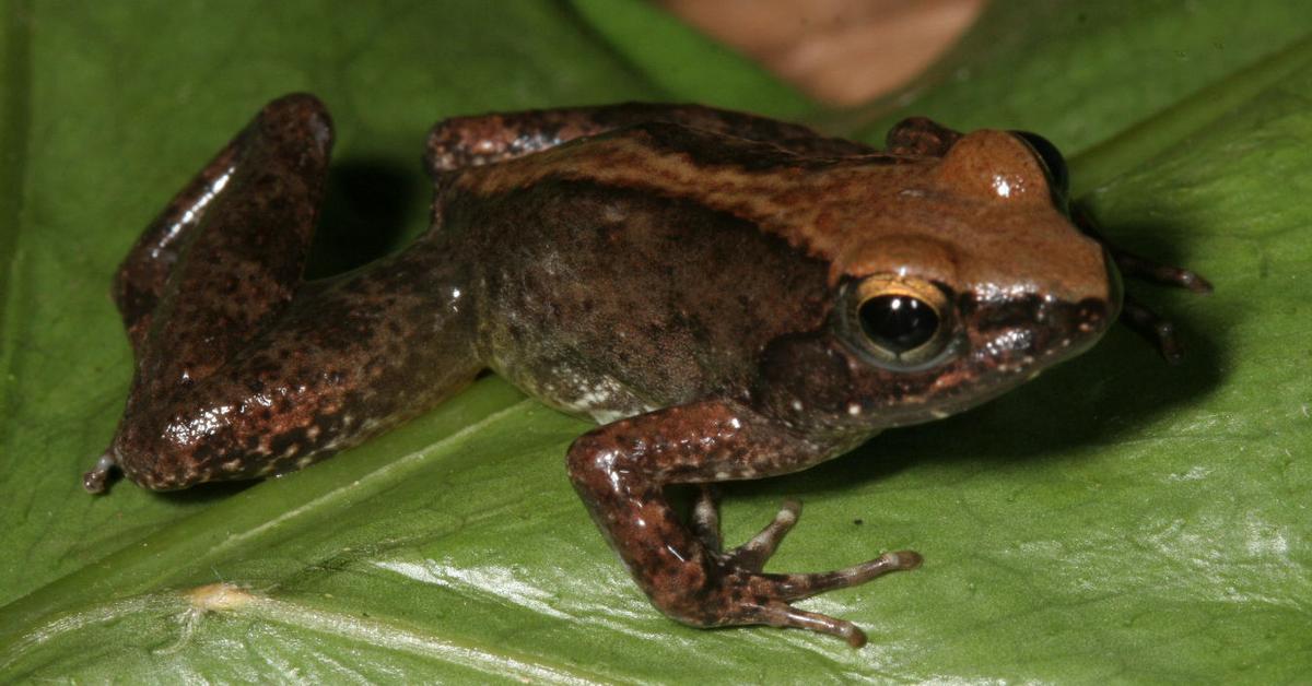 Glimpse of the Leopard Frog, known in the scientific community as Ranidae.