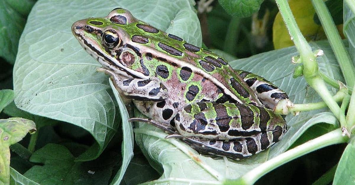 Stunning depiction of Leopard Frog, also referred to as Ranidae.