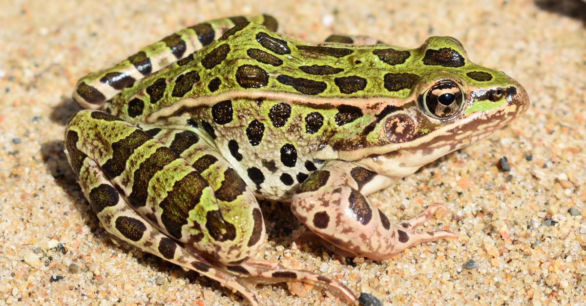 Charming view of the Leopard Frog, in Indonesia referred to as Katak Macan.