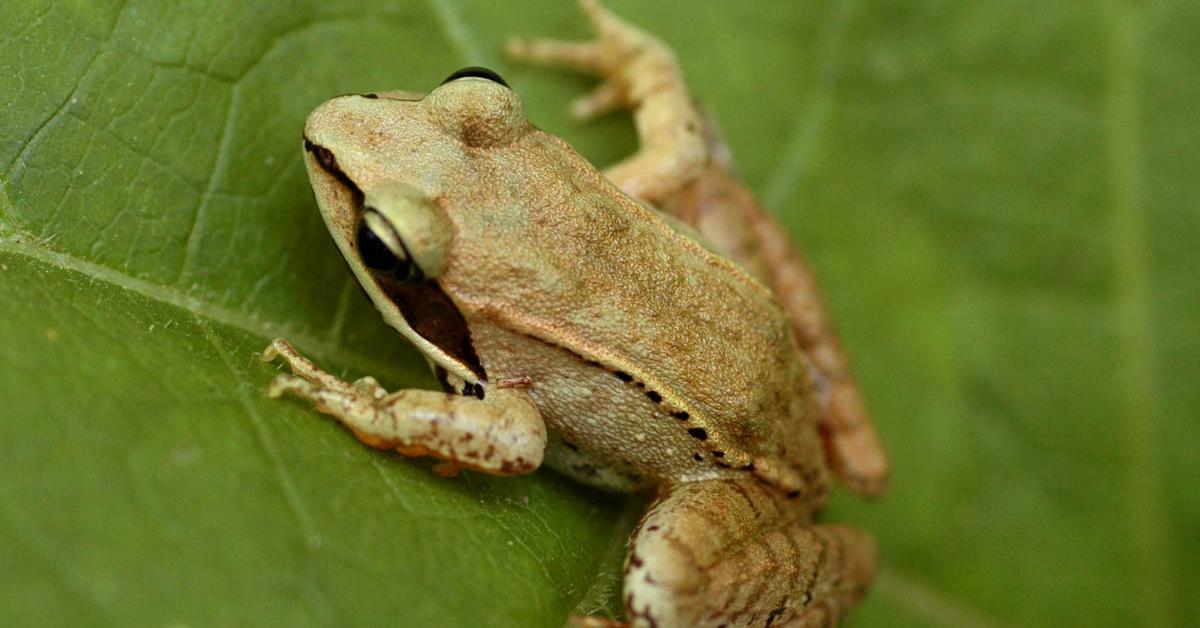 A beautiful representation of the Leopard Frog, scientifically Ranidae.