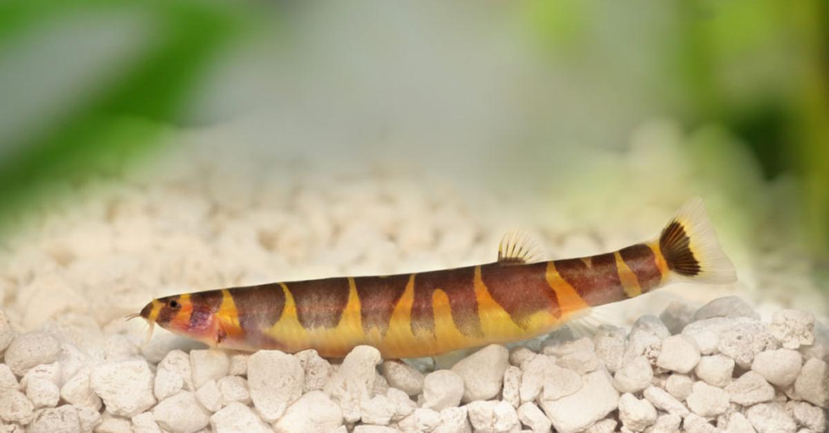 Visual of Loach, or Ikan Loach in Indonesian, showcasing its beauty.