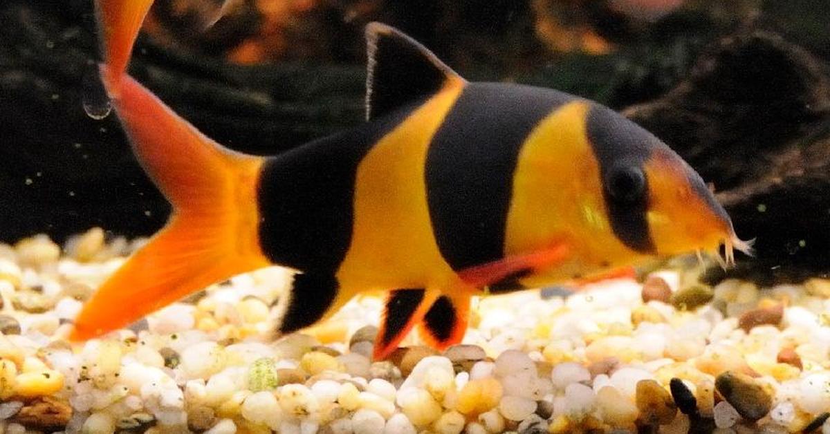 Exquisite image of Loach, in Indonesia known as Ikan Loach.