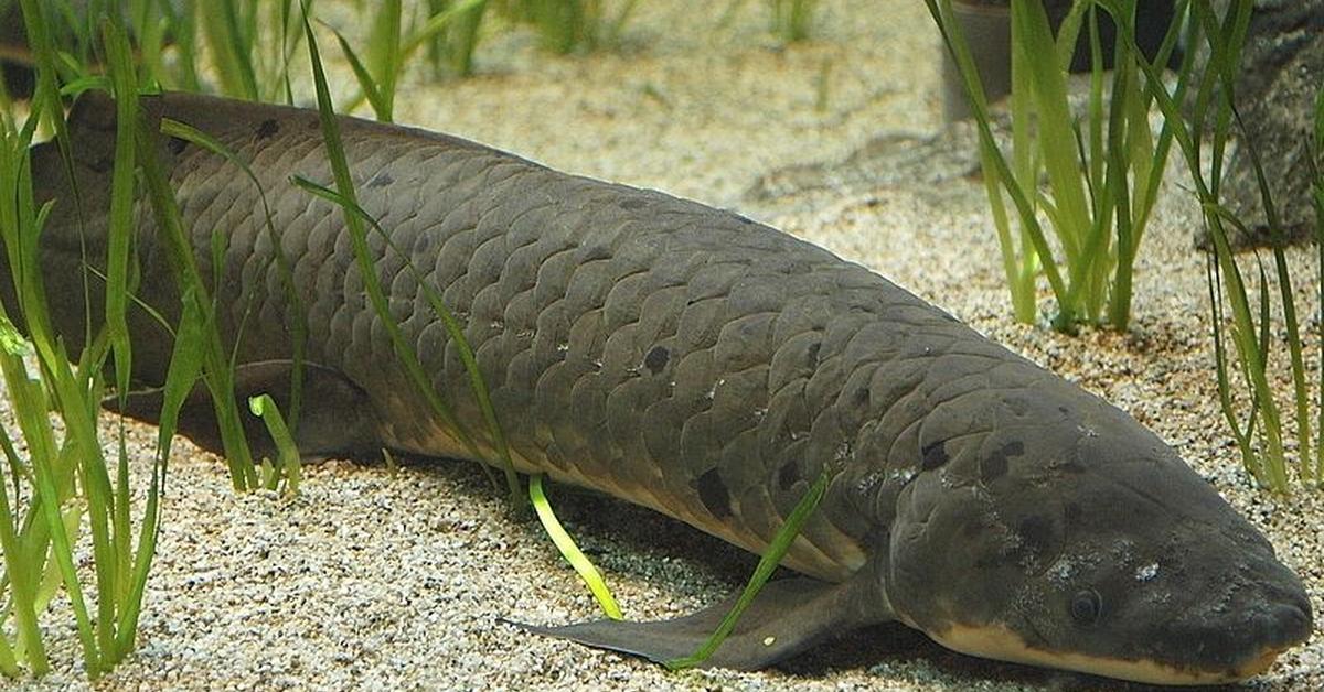 Distinctive Lungfish, in Indonesia known as Ikan Paru-paru, captured in this image.