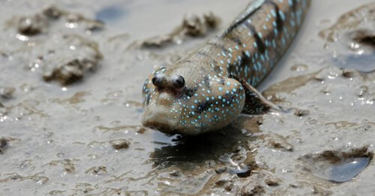 Vibrant snapshot of the Lungfish, commonly referred to as Ikan Paru-paru in Indonesia.