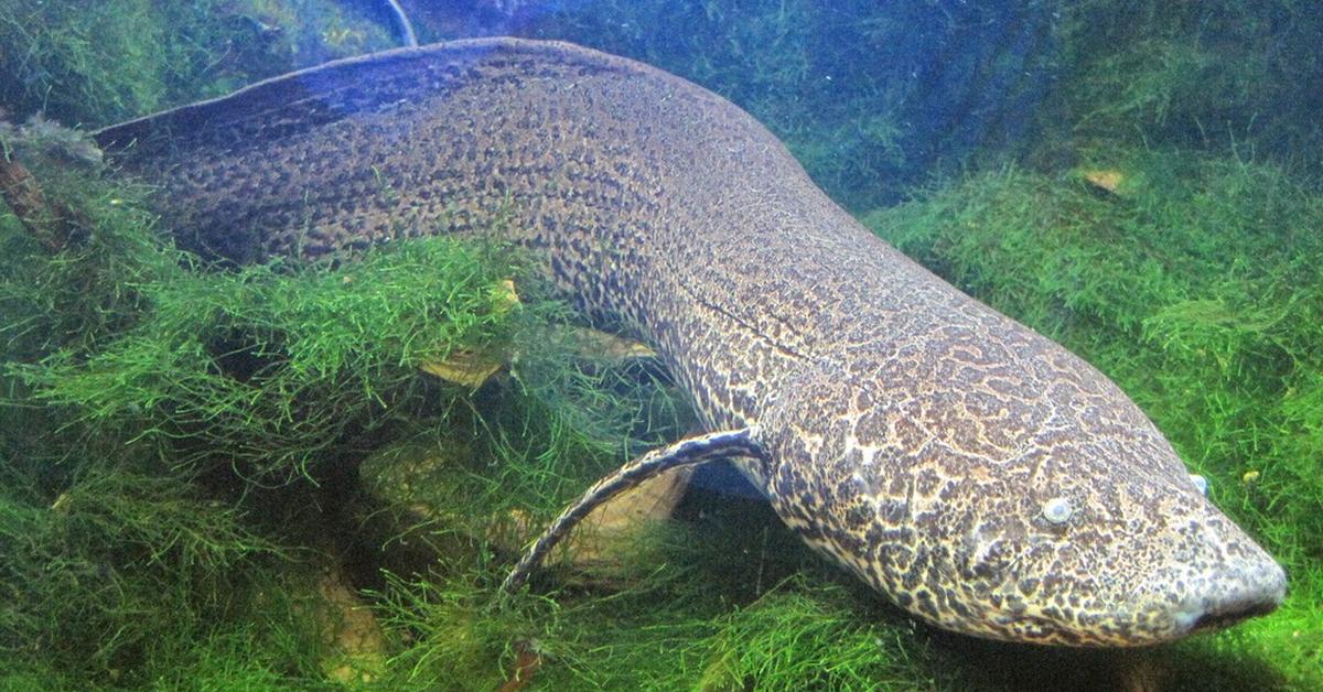 Photogenic Lungfish, scientifically referred to as Dipnoi.