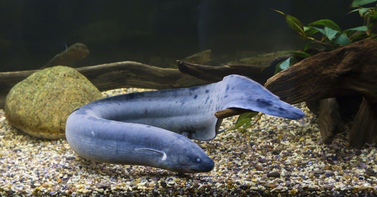 Insightful look at the Lungfish, known to Indonesians as Ikan Paru-paru.