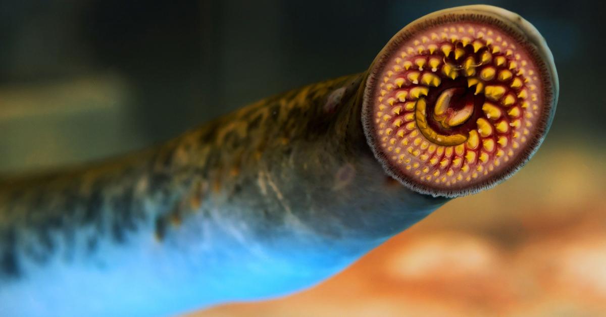 Visual representation of the Lamprey, recognized in Indonesia as Lampa.