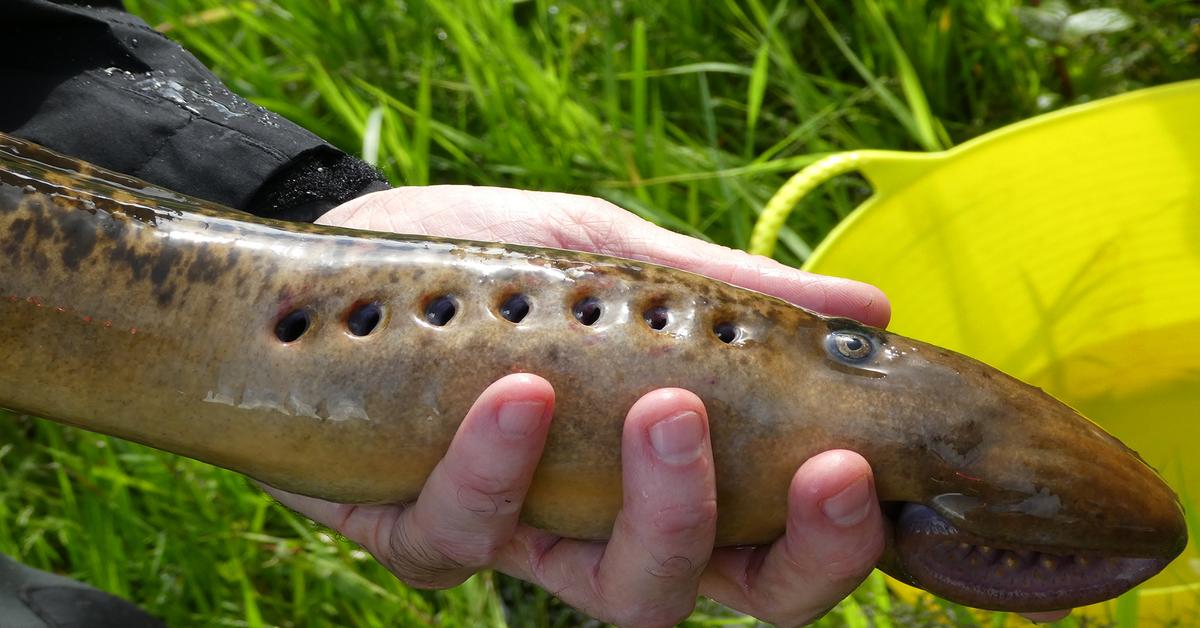 Elegant Lamprey in its natural habitat, called Lampa in Indonesia.