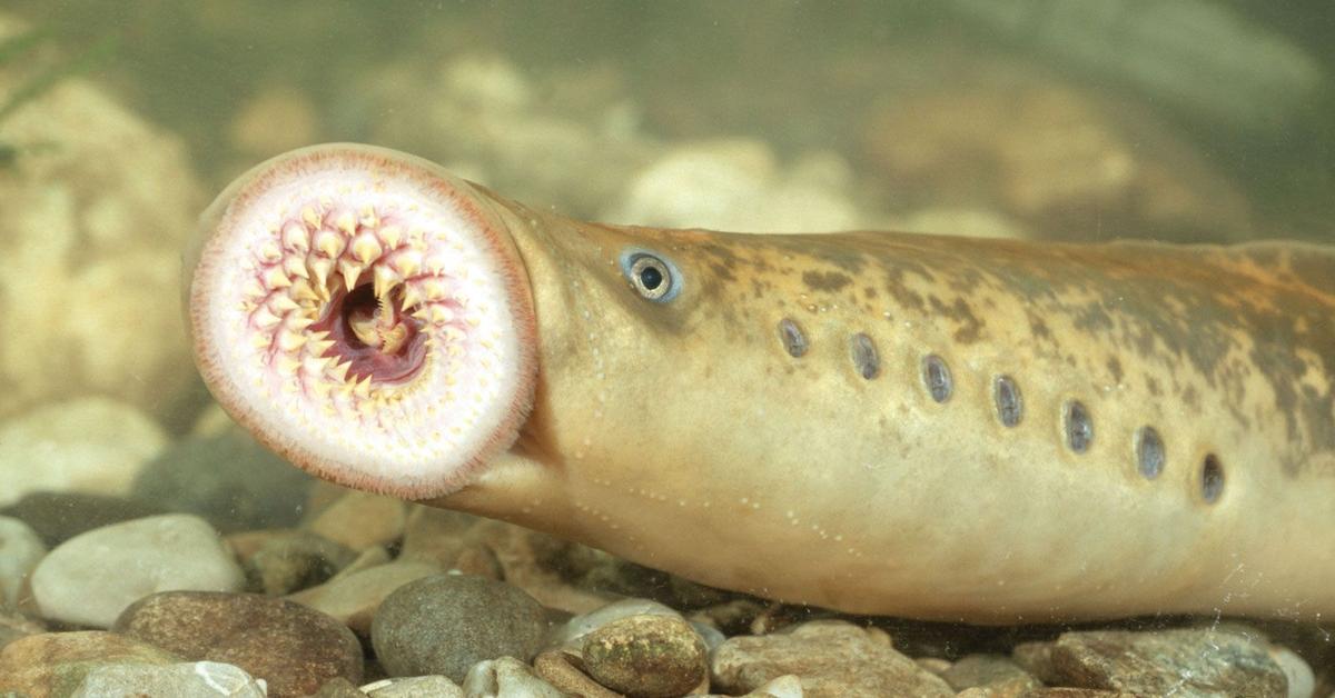 The Lamprey, a species known as Petromyzontidae, in its natural splendor.