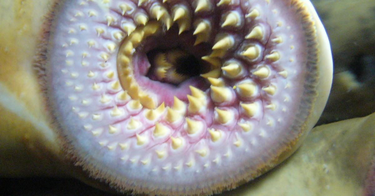 Insightful look at the Lamprey, known to Indonesians as Lampa.