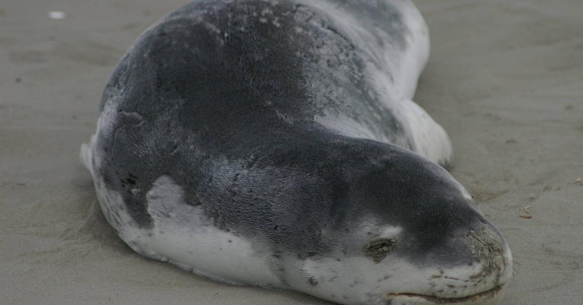 The alluring Leopard Seal, commonly referred to as Anjing Laut Macan Tutul in Bahasa Indonesia.