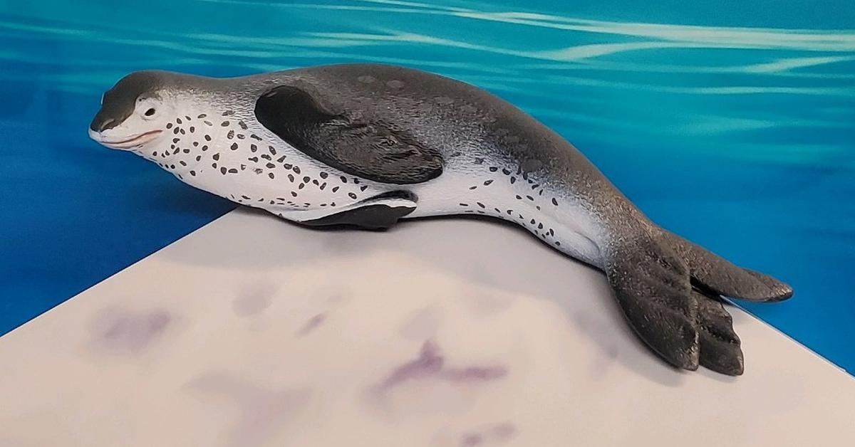 Detailed shot of the Leopard Seal, or Hydrurga Leptonyx, in its natural setting.