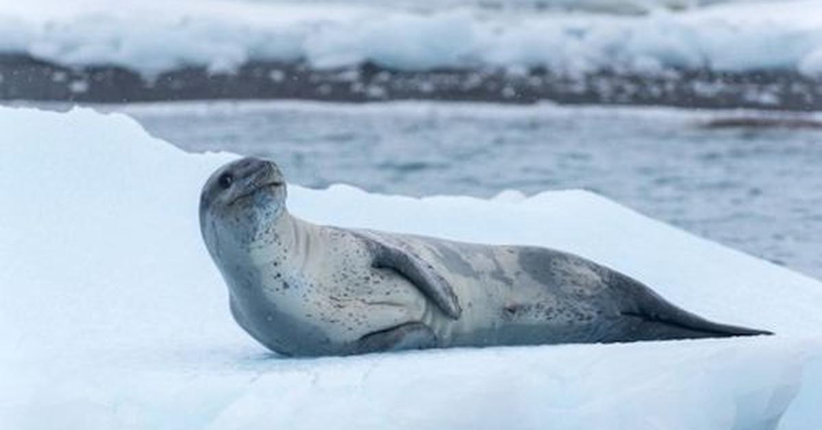 Captivating presence of the Leopard Seal, a species called Hydrurga Leptonyx.