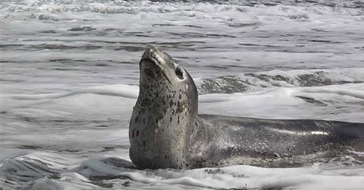 Glimpse of the Leopard Seal, known in the scientific community as Hydrurga Leptonyx.