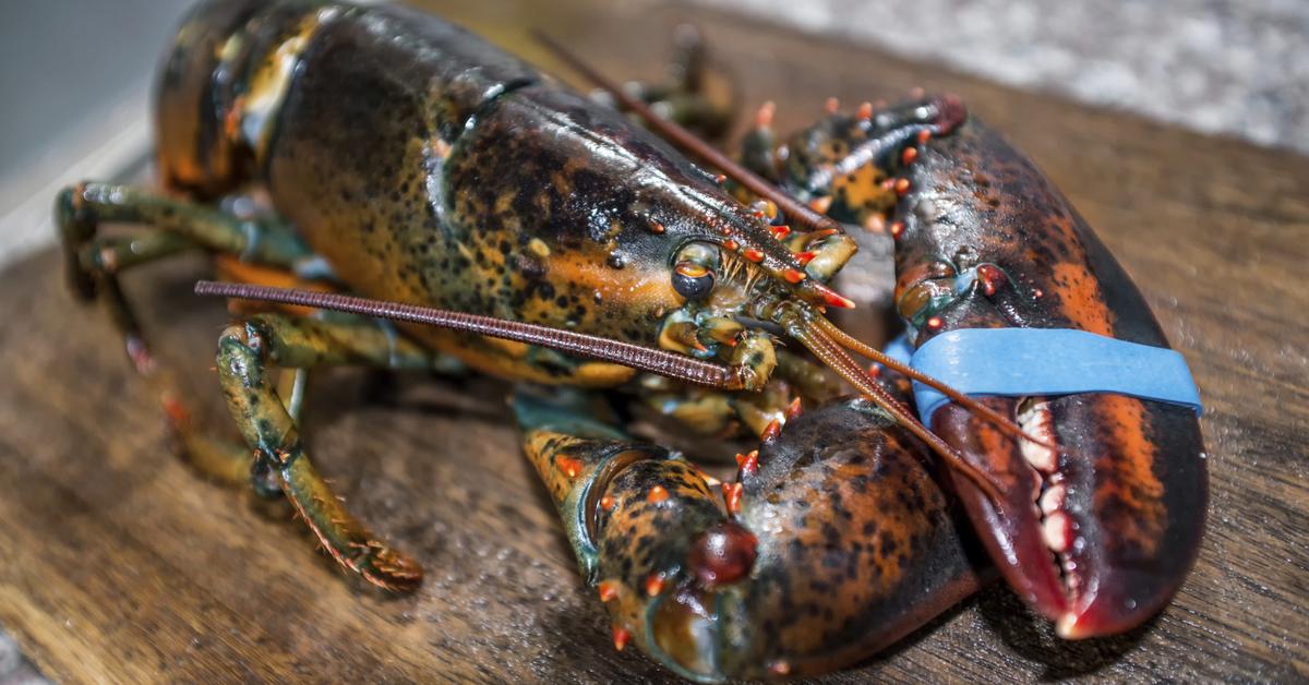 Distinctive Lobster, in Indonesia known as Lobster, captured in this image.