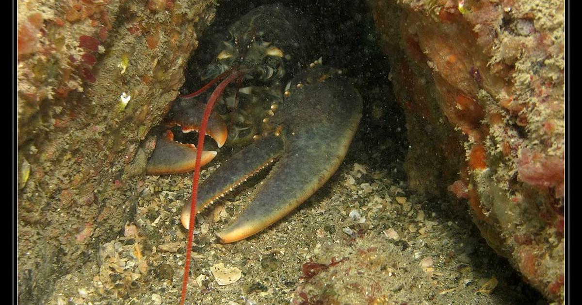 Captivating view of the Lobster, known in Bahasa Indonesia as Lobster.