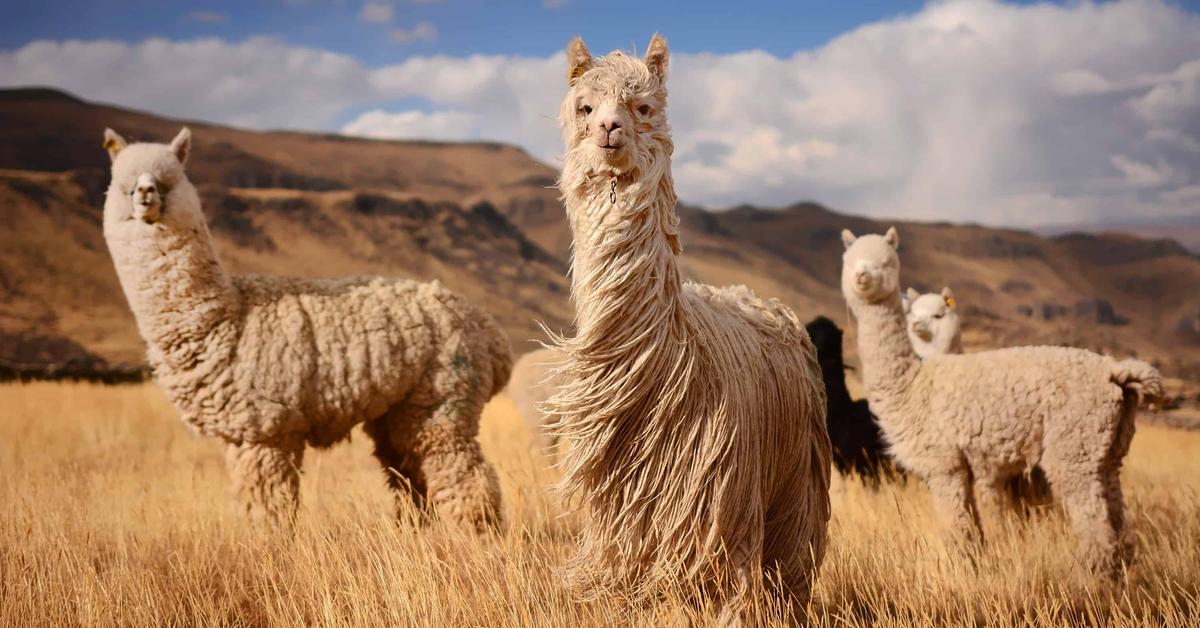 Portrait of a Llama, a creature known scientifically as Lama Glama.