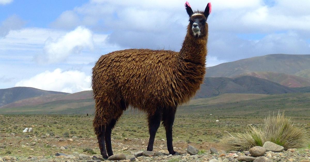 Vivid image of the Llama, or Llama in Indonesian context.