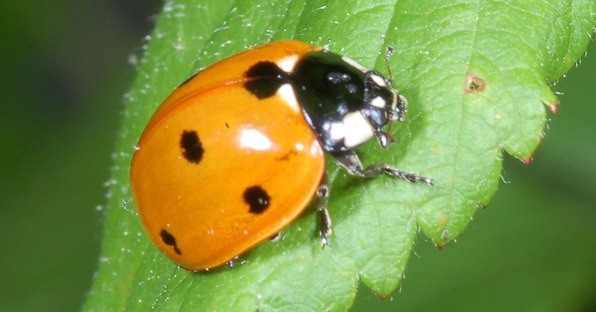 Enchanting Ladybug, a species scientifically known as Coccinellidae.