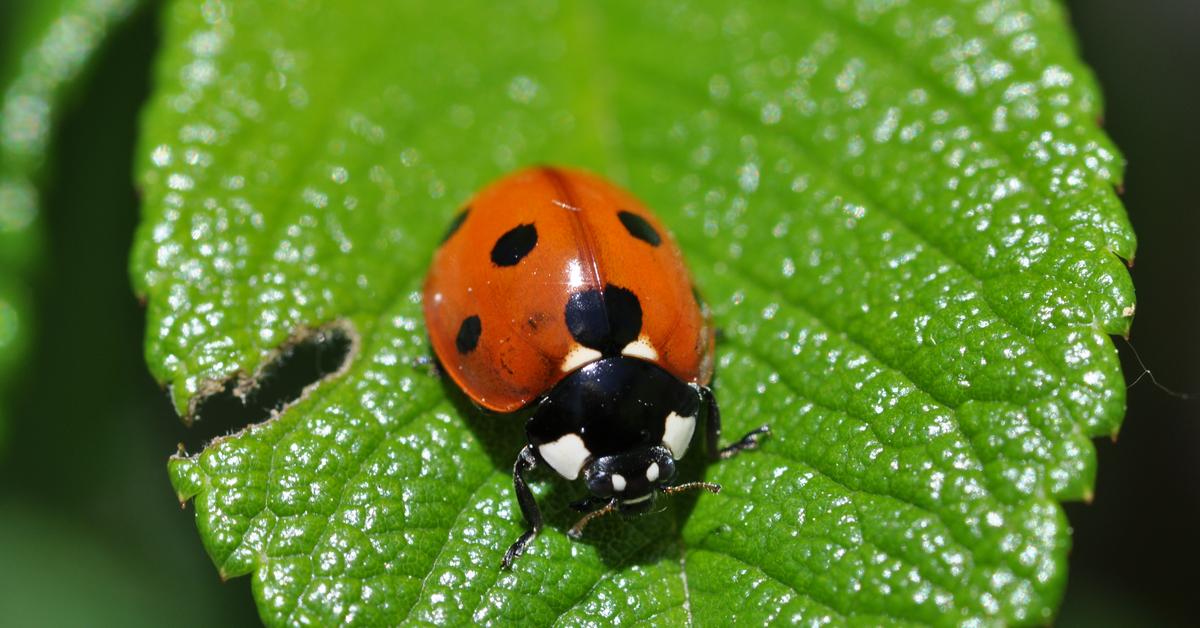 Captured elegance of the Ladybug, known in Indonesia as Kumbang Kepik.