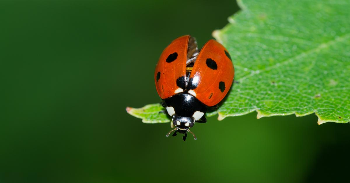 Stunning image of the Ladybug (Coccinellidae), a wonder in the animal kingdom.