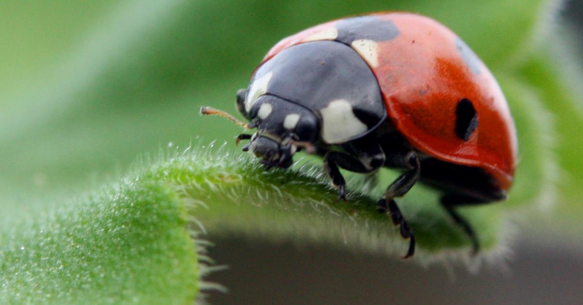 Exquisite image of Ladybug, in Indonesia known as Kumbang Kepik.