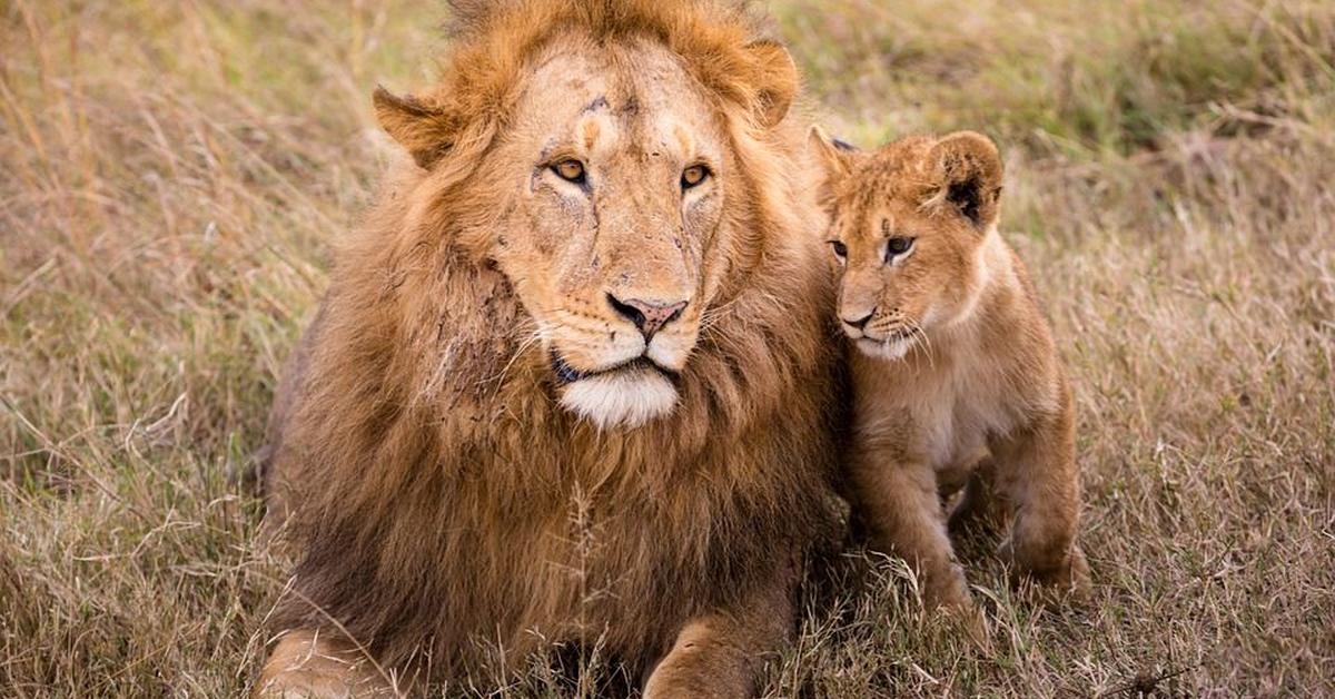 Enchanting Lion, a species scientifically known as Panthera leo.