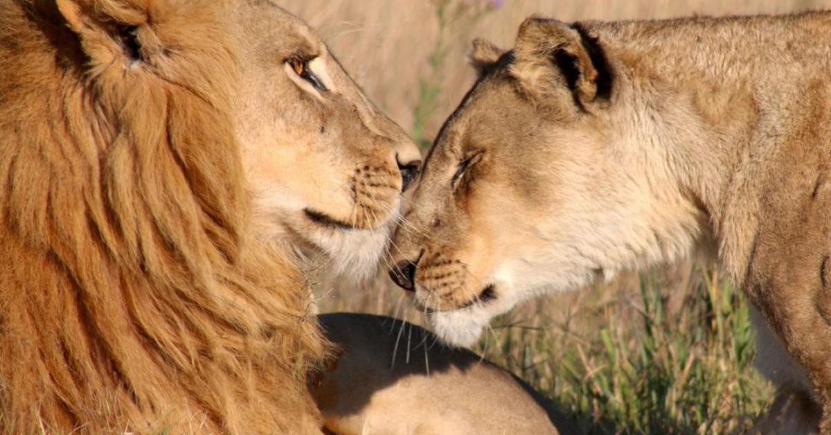 The fascinating Lion, scientifically known as Panthera leo.