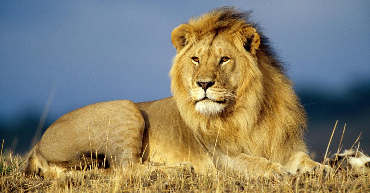 Distinctive Lion, in Indonesia known as Singa, captured in this image.