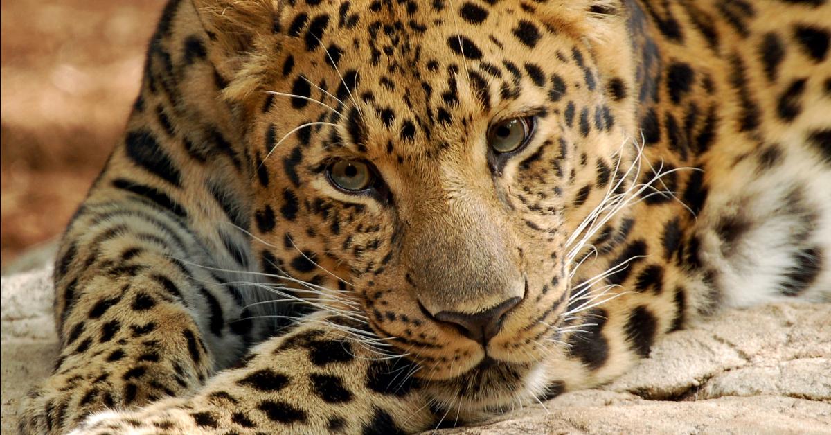 Visual of Leopard, or Macan Tutul in Indonesian, showcasing its beauty.