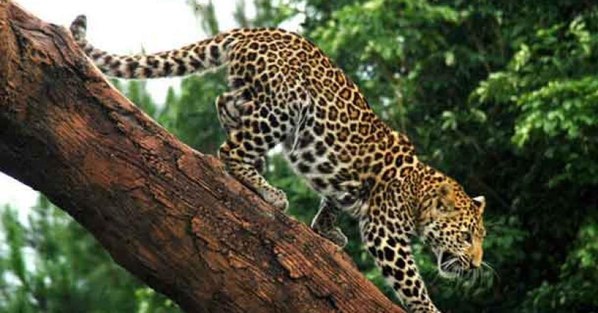 A beautiful representation of the Leopard, scientifically Panthera pardus.