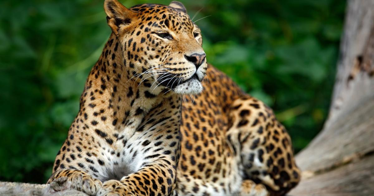 Picture of Leopard, known in Indonesia as Macan Tutul.